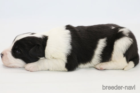 成約済の神奈川県のボーダーコリー-359951の6枚目